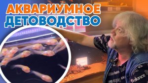 Аквариумные истории из ЭКЗОМЕНЮ (05.09.2025). Аквариумное детоводство.