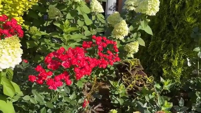 🌿🌿🌿 смотреть онлайн