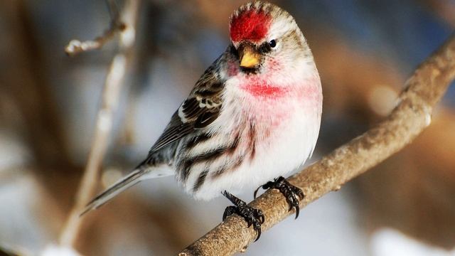 Звук природы. Пение птиц. Птицы. Пение птицы Обыкновенная чечетка смотреть онлайн