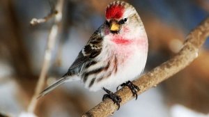 Звук природы. Пение птиц. Птицы. Пение птицы Обыкновенная чечетка