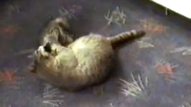 Для любителей кошек и катят