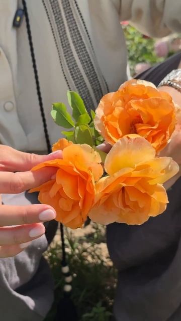 РОЗА ЛУИ ДЕ ФЮНЕС смотреть онлайн