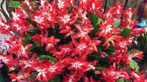 В СЕНТЯБРЕ НАЛЕЙ в ДЕКАБРИСТ и даже чахлый цветок будет цвести круглый год