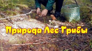 Сказочно красивый лес и грибы