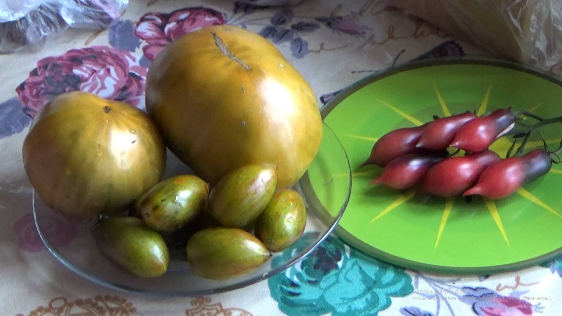 Кумкват Розовый Опал, Улуру Охра и Атомный виноград Бреда. Август 20.25