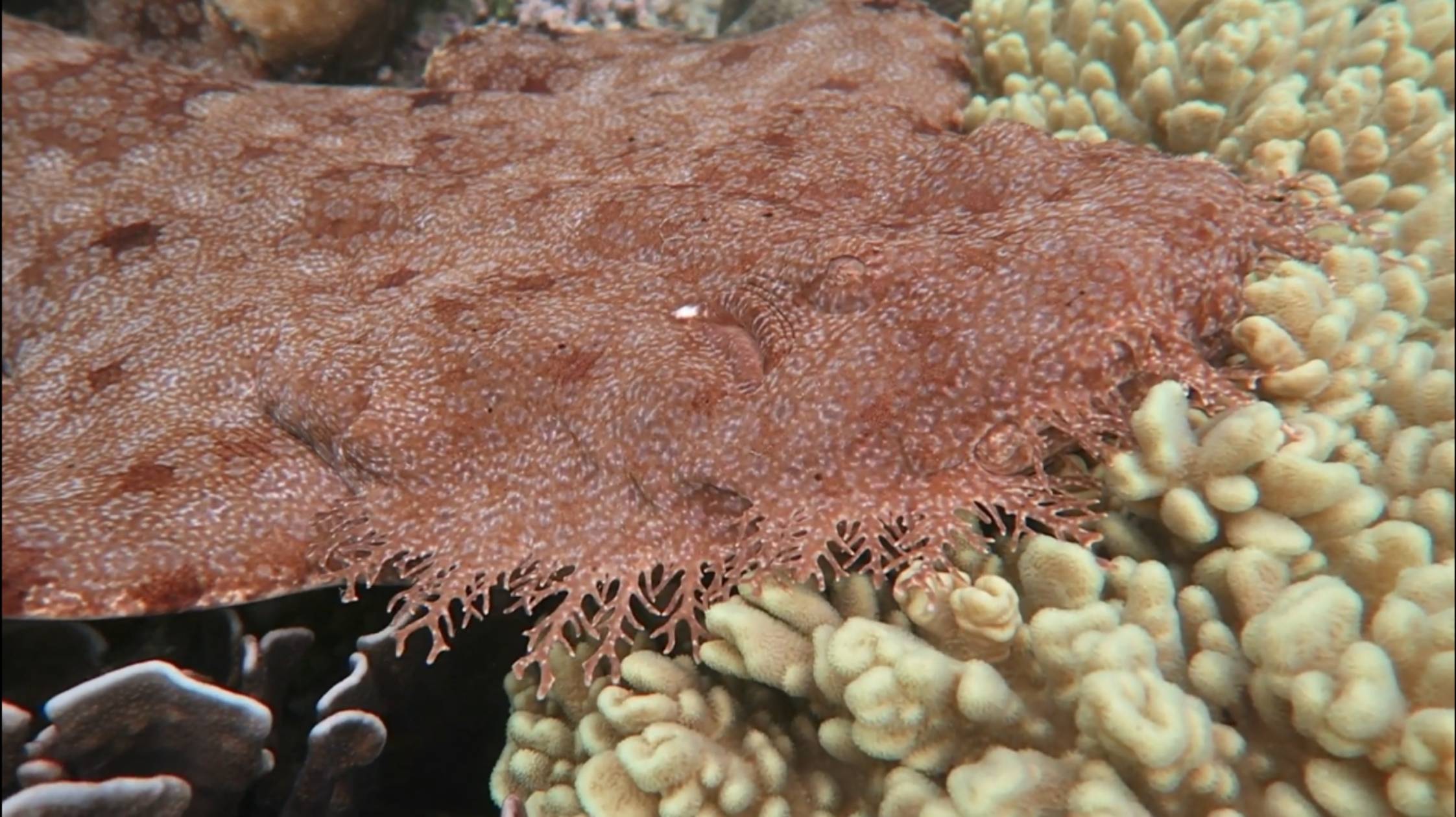 Snorkeling In Front Of Kamar Raja Bungalow Raja Ampat 2024