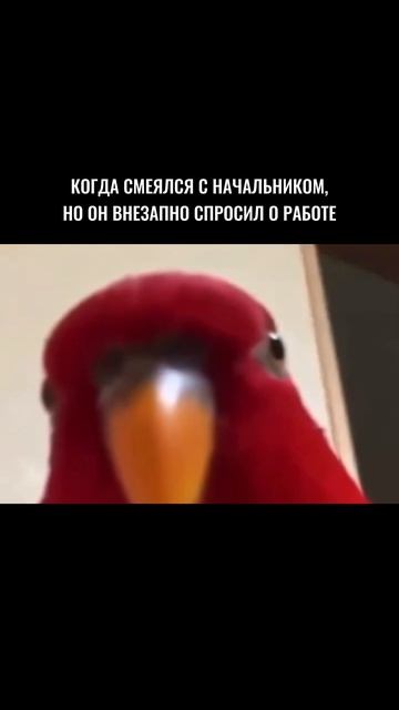 Ха-ха... ой 😬 #офис #жиза #мем