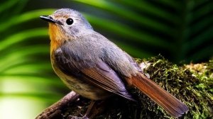 Звук природы. Пение птиц. Птицы. Пение птицы Мухоловка малая для улучшения концентрации внимания