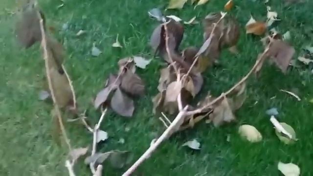 🍃🍃🍃 смотреть онлайн