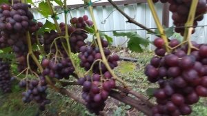 Гф Альянс селекции Калугина В. М очень урожай ная стабильная форма, с хрустящей ягодой.