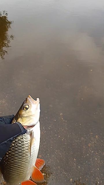 #рыбалка #спиннинг #голавль