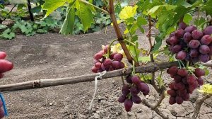 НОВИНКИ!!! ГФ Винограда КРАСНЫЙ ТЮЛЬПАН (Калугин)и СОФИНА (Щереденков).