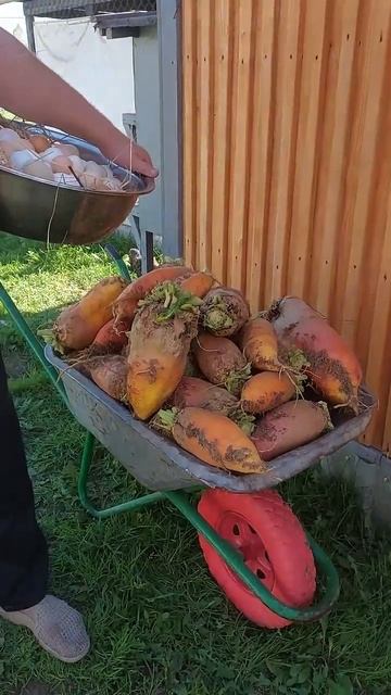 КОРМОВАЯ ДОБАВКА УВЕЛИЧИВАЮЩАЯ ЯЙЦЕНОСКОСТЬ НА 100%. 0-4.09.2025 ГОД. #яйца #пчелиныйрой #рецепт смотреть онлайн