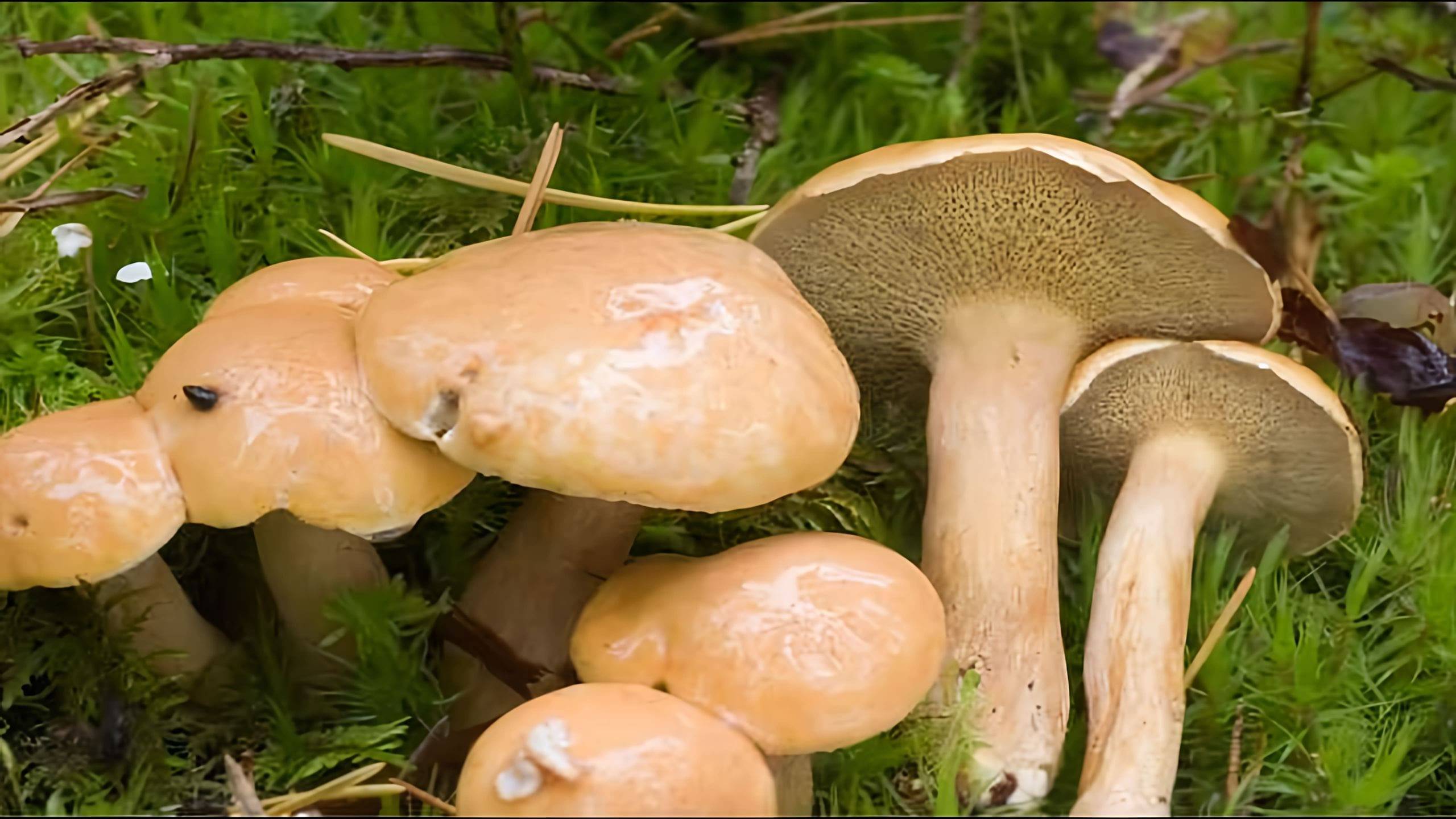 Грибы в Ленобласти август 2025.Яппиля смотреть онлайн