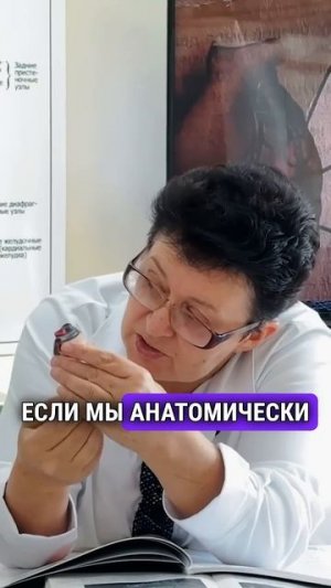 Профилактика сердечно-сосудистых заболеваний- роль диафрагмы и других органов