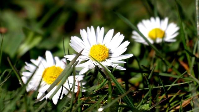 Это моя Россия. Очень красивая песня о России