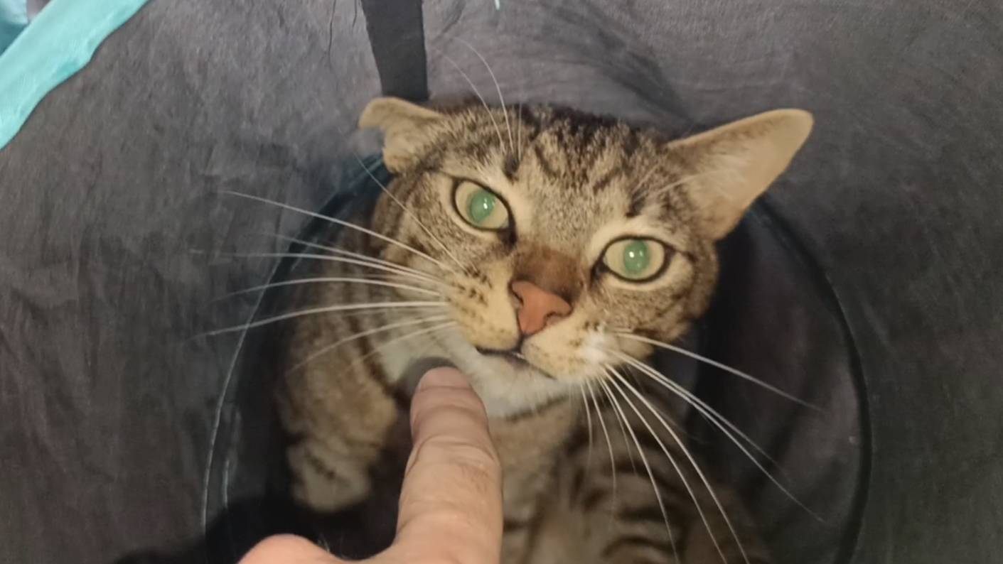 тоннельный кот