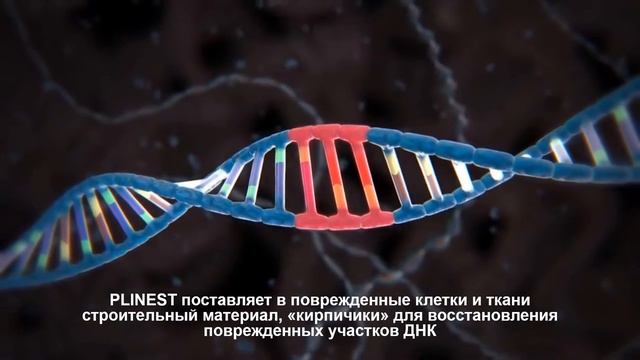 Механизм действия PLINEST на уровне ДНК смотреть онлайн