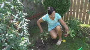 6 соток 31 августа 2025 года. 1 часть.