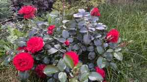 Красные розы: Скарлет Мейяндекор и Скарлет Боника