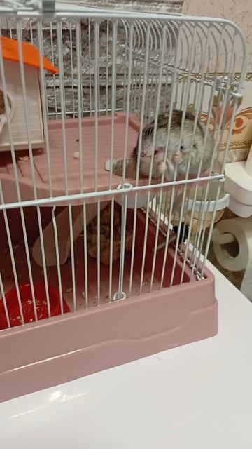 стрим стиралки от ХОМЯКА