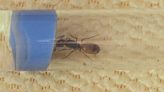 Как поднять колонию Camponotus fedtschenkoi с нуля: вызов принят! смотреть онлайн