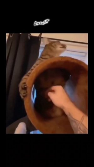 #кот #смех #атакуют #страх