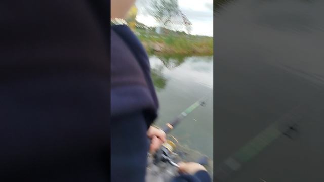 Попробовали покидать закидушку в парке и вот что вышло