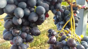 ГРАФИНЯ И КУМИР