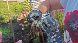 Сажаем лилии правильно!