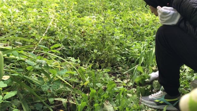 Белки, клещи и другие трудности на даче смотреть онлайн