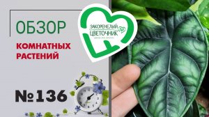 Самый длинный обзор растений: есть на что посмотреть и про что послушать. Папоротники и не только.