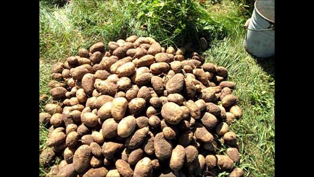 Урожай картофеля