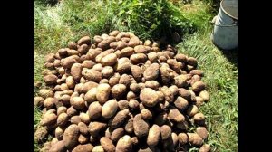 Урожай картофеля