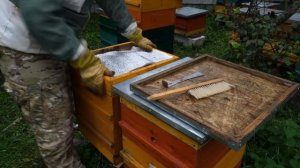 СТИМУЛИРУЕМ ОСЕННИЕ РАЗВИТИЕ