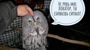 Чего совы меня пугать начали? Одна щурится, у другого крыло, у третьего ухо не торчит. Хватит уже!