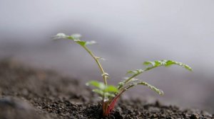 В изоляции 11 сезон 2 серия «Ценность возможностей» (документальный сериал, 2024)