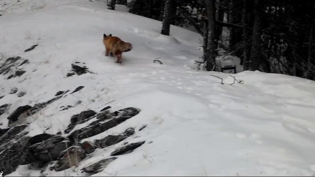 Лисица Сайлюгемского нацпарка смотреть онлайн