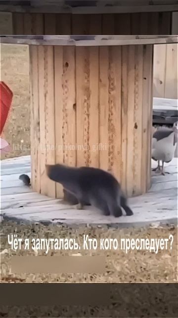 Чёт я запуталась. Кто кого преследует?