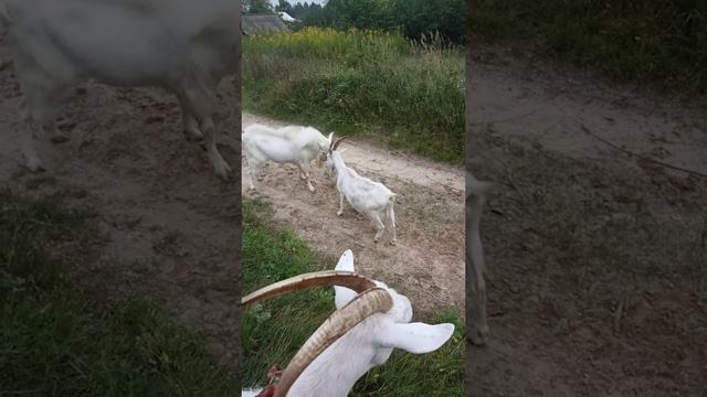 05-09-2025 Прогулка с козами смотреть онлайн
