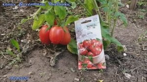 обзор томата сорта "бетта " 18.08.2025