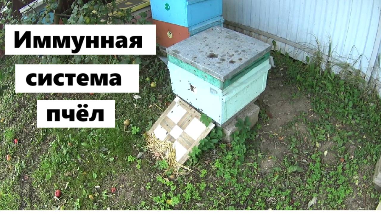 Иммунная система медоносных пчёл. смотреть онлайн