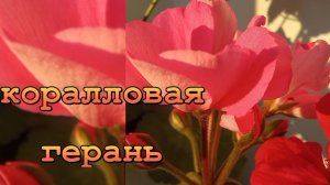 ОРАНЖЕВАЯ,КОРАЛЛОВАЯ 
ПЕЛАРГОНИЯ.