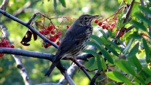 Звуки природы. Лес. Птицы. Пение Соловья, Малиновки и Певчего дрозда