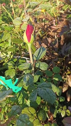 Золотится РОЗА в утренних лучах☀️2025 #роза #розы #цветы #2025