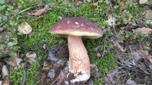 БОРОВОЙ ЛЕС , Часть вторая , ВСТРЕЧА С Подписчиками в ЛЕСУ .