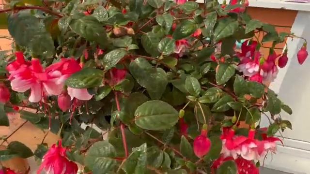 🌺🌺🌺🌺☘️ смотреть онлайн