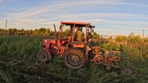 Трактор Т-25 ищет картошку в высокой траве!