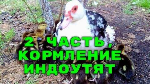 Скармливание свеженарезанной травы индоутятам))
