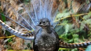 Звук природы. Пение птиц.  Птицы. Пение птицы Лирохвост для тренировки мозга